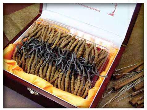 调楼镇冬虫夏草回收